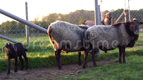山羊和两只羊站在农村农场的围场上农业产业视频的预览图