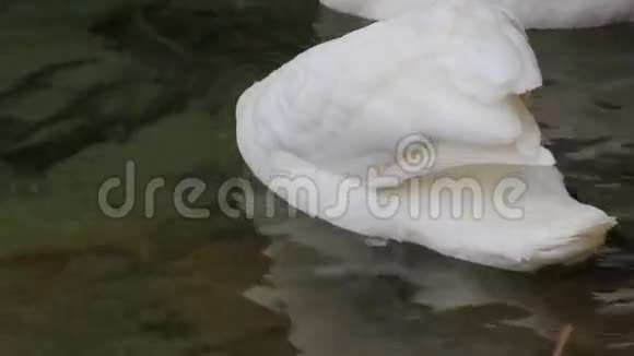 在湖中游泳的天鹅视频的预览图
