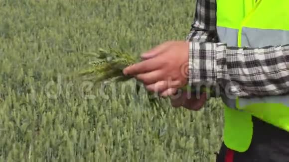 农民农艺师触摸谷物视频的预览图