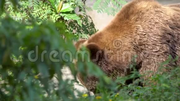 靠近野生棕熊在森林里自由地穿过树木和植物视频的预览图