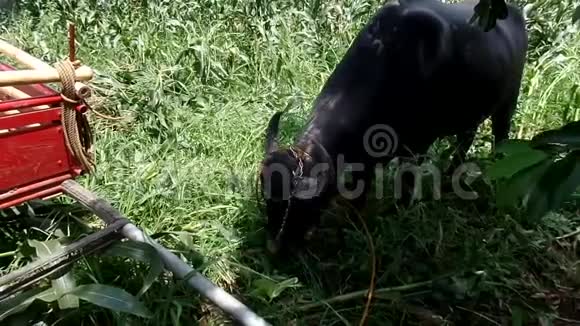水牛吃草近了视频的预览图