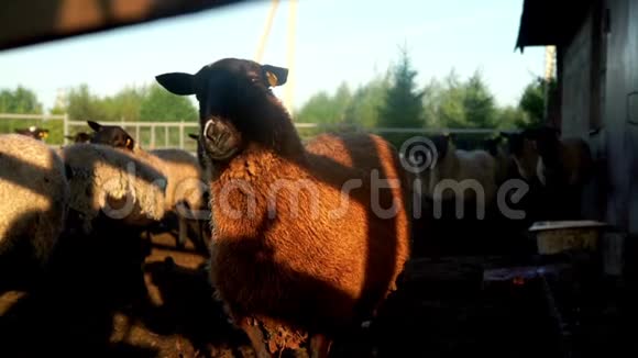 一只羊站在农村农场的围场上看着镜头羊头视频的预览图