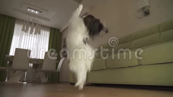 狗狗狗用后腿走路在客厅里跳舞视频的预览图