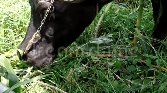 水牛吃草近了视频的预览图