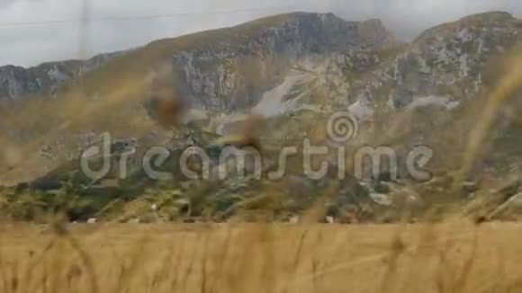 秋天在山上枯黄的草视频的预览图