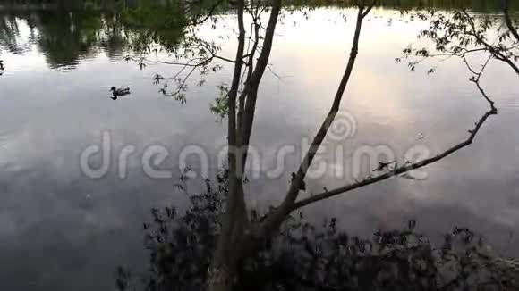 夕阳西下野鸭在池塘里游泳夕阳西下视频的预览图