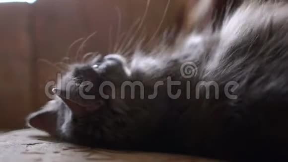 超级懒惰的灰猫休息一下视频的预览图