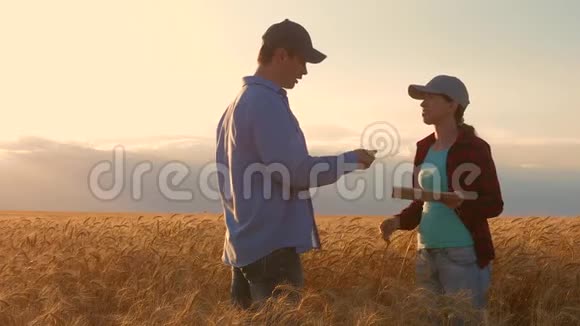 商人学习农业收入农艺师用片剂研究田间小麦作物男女农民视频的预览图