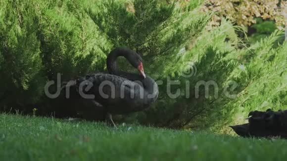 美丽的黑天鹅在绿草上觅食视频的预览图