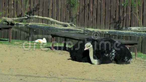 一只非洲鸵鸟躺在动物园院子里的沙子上鸵鸟在脖子和身体上摩擦沙子视频的预览图