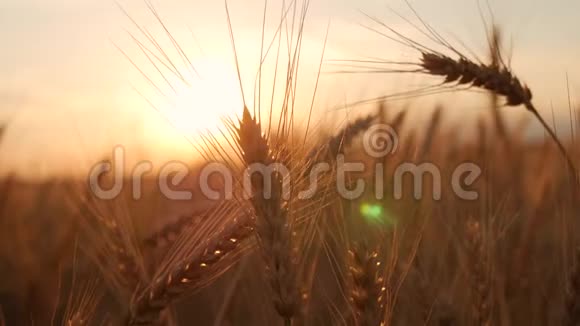 日落的时候田野上有金色的麦穗合上成熟的麦穗美丽的背景成熟的金色耳朵视频的预览图