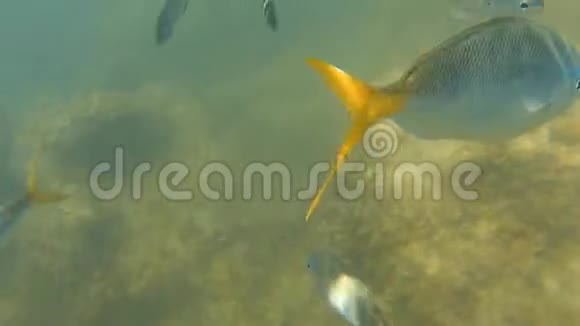 水下和海底的黄鳍鱼群视频的预览图