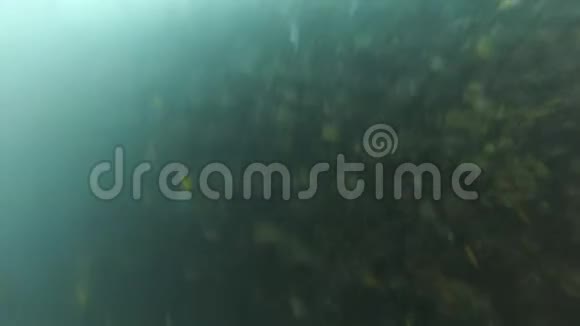 水下鱼类和潜水潜水者视频的预览图