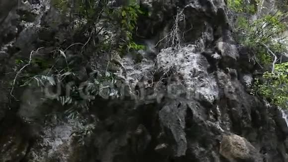 猴子坐在悬崖上视频的预览图