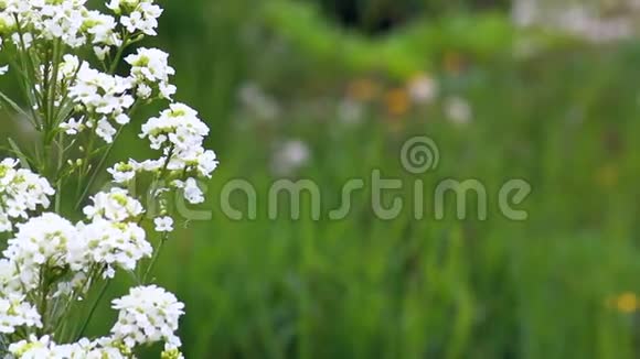 白色的花在一片多汁的绿草的背景下随风摇摆视频的预览图