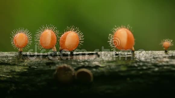 蘑菇有水滴和移动点灯视频的预览图