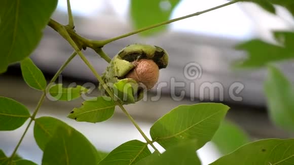 枝上碎皮的熟胡桃成熟的核桃生长在树上视频的预览图