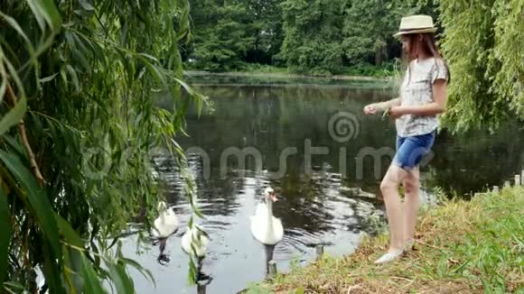 巴拿马的小女孩在夏季公园的湖边喂天鹅视频的预览图