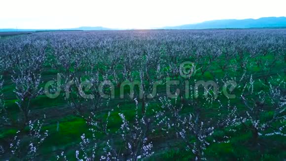 空中日出景色田野里一朵朵的果树桃树和苹果树视频的预览图