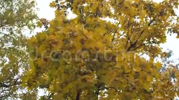 秋天的黄枫叶随风摇摆慢动作视频的预览图