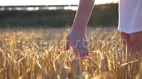 雌手摸着田野里的一颗金色的麦子女孩的手臂在草地上抚摸黑麦太阳耀斑的背景慢慢视频的预览图