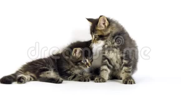 棕色斑纹斑纹斑纹缅因猫家庭猫小猫打白底法国诺曼底视频的预览图