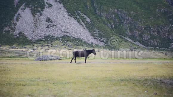 会走路的马这匹马在阿尔泰山的背景下慢慢地移动视频的预览图