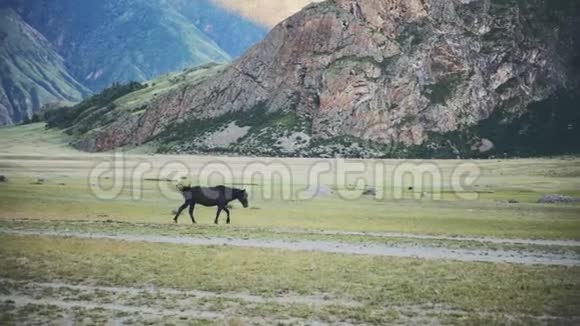 会走路的马这匹马在阿尔泰山的背景下慢慢地移动视频的预览图