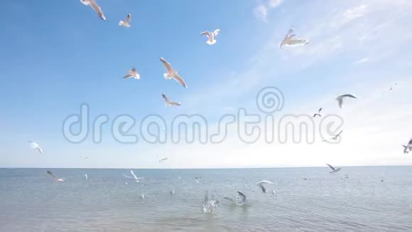 海鸥在海岸上觅食海鸥在海岸上觅食海景视频的预览图