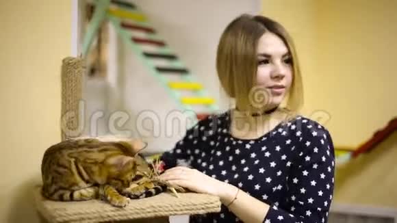 亚洲女孩抚摸着一只棕色的猫微笑着视频的预览图