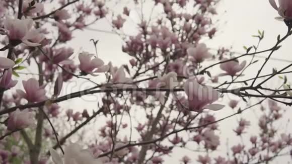 粉玉兰开花植物视频的预览图
