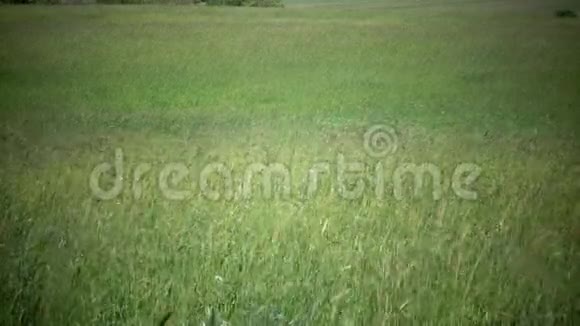 高高的小草在微风中吹拂大风把田野里的蒂莫西草地变成了夏日的晴天视频的预览图