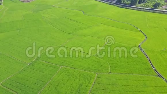 阳光下的稻田全景视频的预览图