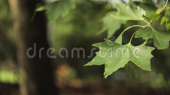 绿叶枫在风中特写枫叶枫叶在风中摇摆视频的预览图