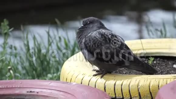 鸽子站在河岸上库存公园里的鸽子视频的预览图