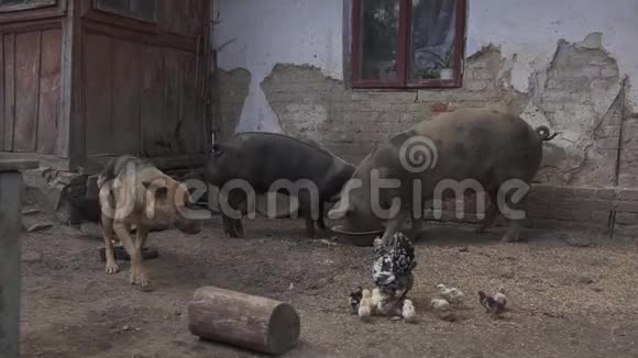 环境卫生脏猪吃德国牧羊犬小狗村鸡混乱农业视频的预览图