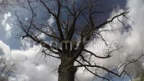 无叶的老橡树和天空白云的运动时间流逝视频的预览图