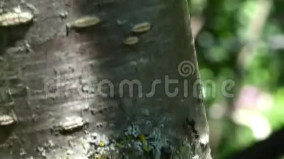 镜头跟随蚂蚁沿着树干奔跑视频的预览图