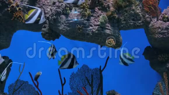 五颜六色的鱼在巨大的水族馆里游动视频的预览图