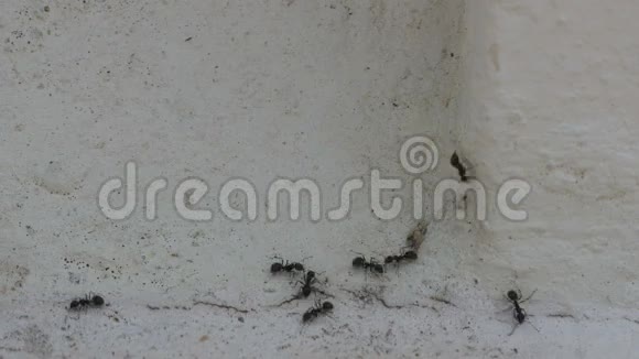 黑蚂蚁走在墙上视频的预览图