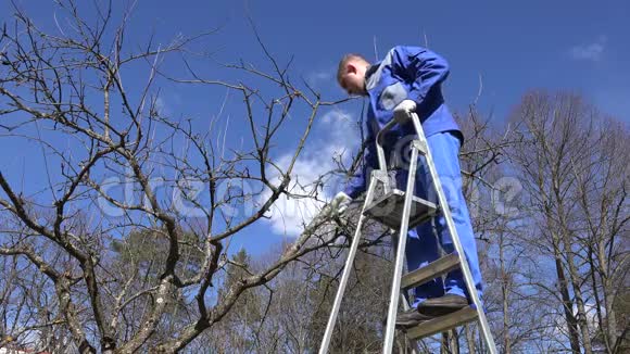 工人在春天花园的梯子上砍树枝4K视频的预览图