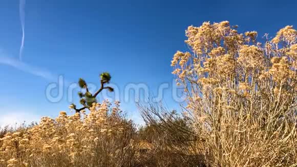 深蓝色天空背景下的沙漠植物视频的预览图