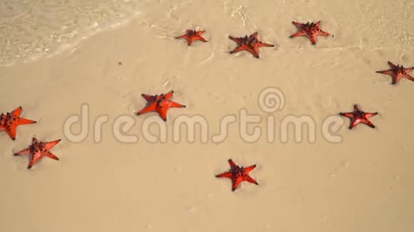 热带白沙海水中有红海星慢吞吞的美丽的大红鱼位于海洋海岸视频的预览图