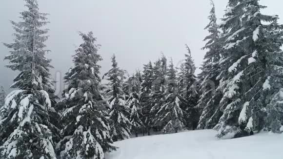 茂密的老云杉树生长在雪坡上视频的预览图