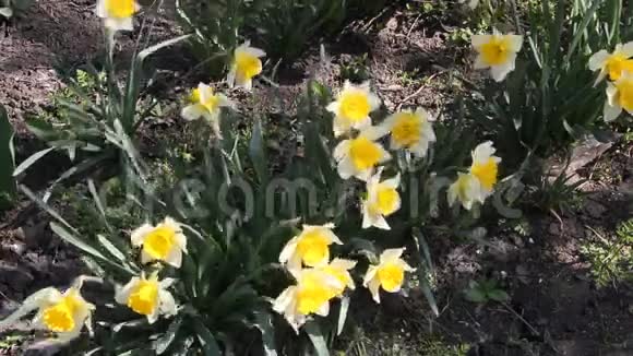 水仙花在春天的阳光下开花视频的预览图