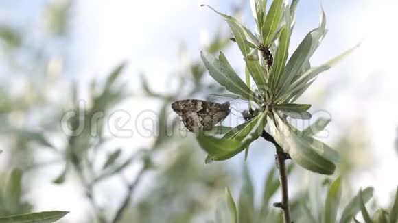 蝴蝶在山地自然中绿树种花动物视频的预览图