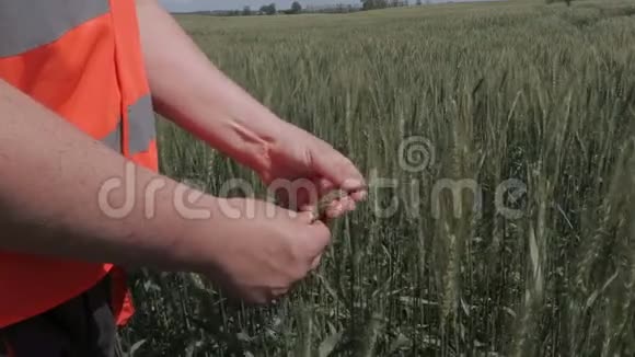 农民检查谷物视频的预览图