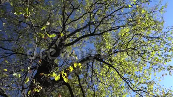 秋天的橡树映衬着蓝天视频的预览图