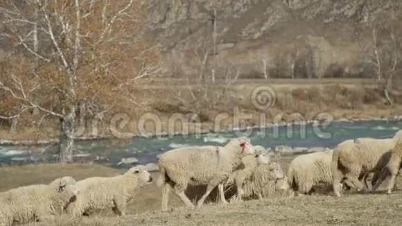 山地绵羊牲畜在河边行走视频的预览图