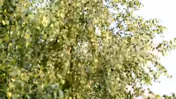 桦树视频的预览图
